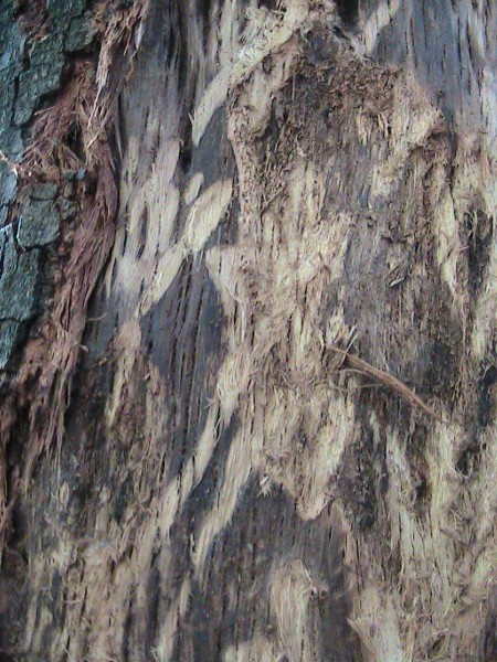 Inquietanti tracce in una villa...al centro di Roma!!!